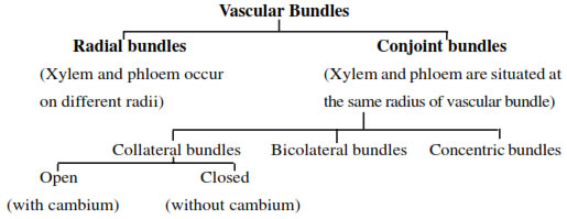 The vascular tissue system 